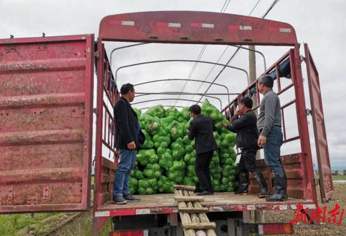 万搏平台驻村工作队：情系菜农拓销路，为民解忧暖人心