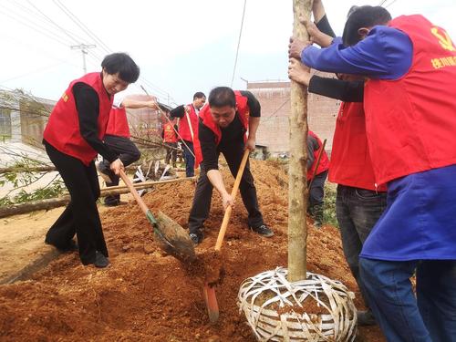 邑口村植树2 邑口村植树2